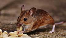 24 Hour & Emergency Exterminators in Aransas Pass, TX